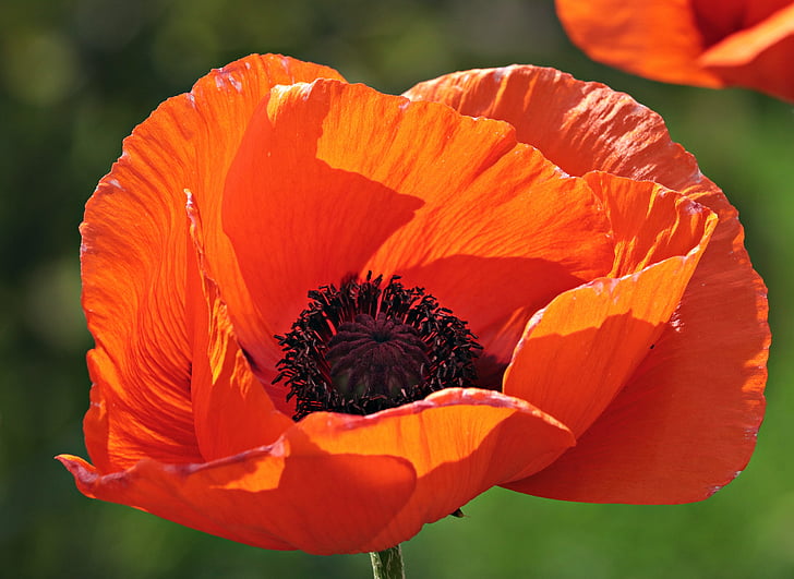 blooming orange poppy flower in close-up photography during daytime