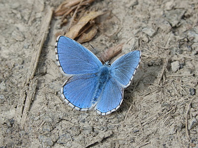 silver blue studded butterfly in closeup photography