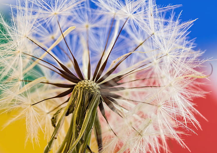 close-up photography of dandelions