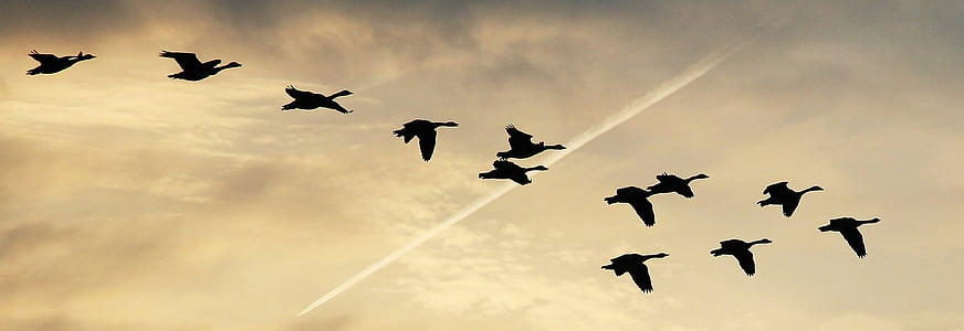 flock of canada geese silhouette photography