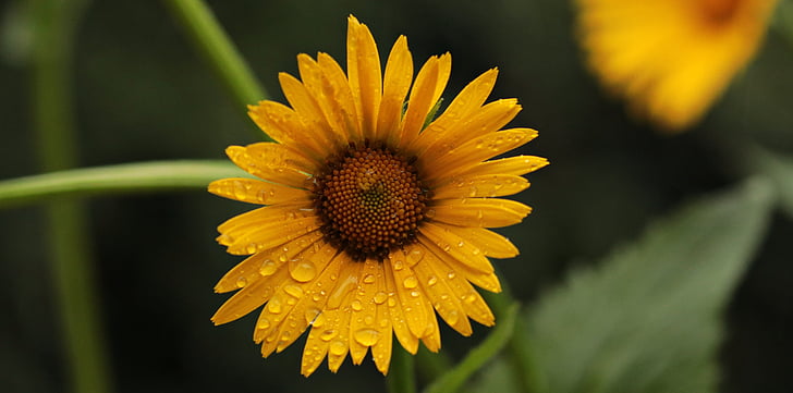 shallow focus photography of yellow sunflower