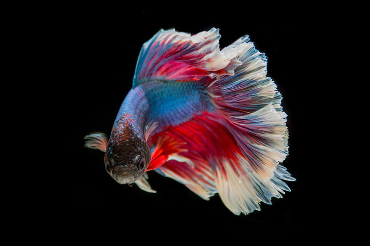 red and blue guppy fish photo