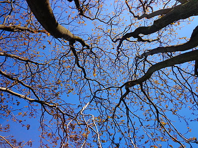 worm's eye-view photograph of withered trees