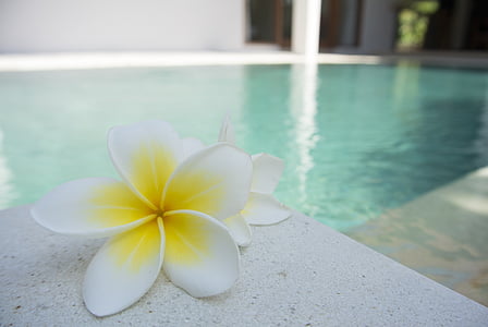 white-and-yellow Plumeria frangipani flower on white surface beside pool