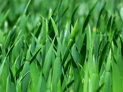 photograph of grass macro shot