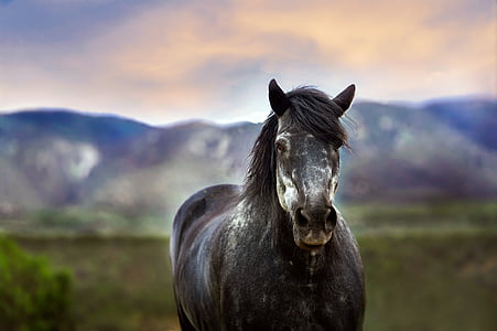 gray horse at daytime