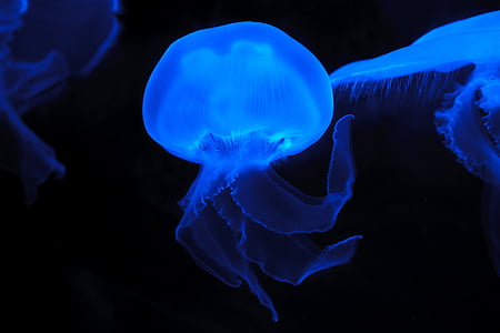 blue jelly fishes
