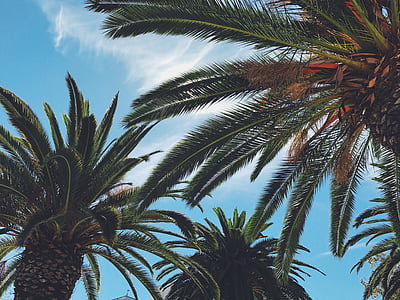 low angle photograph of palm plants