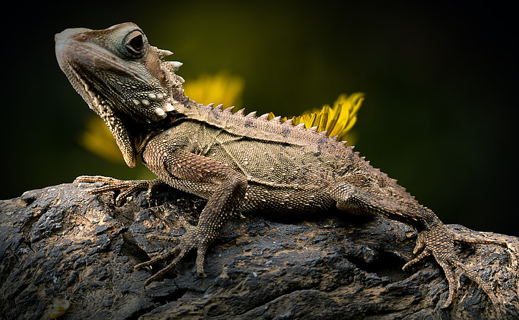 green and brown Iguana on tree trunk