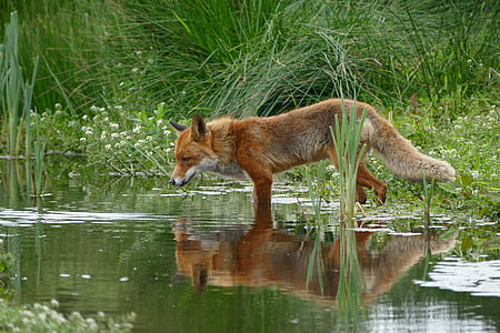 fox hunting for fish on water