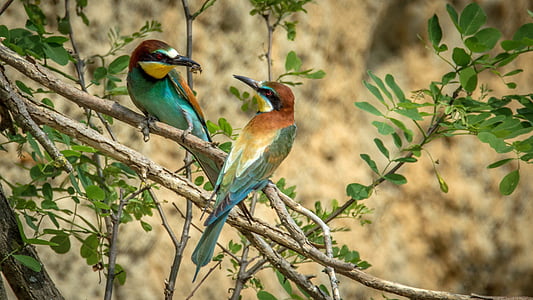 two green-and-brown birds perched on a tree branch