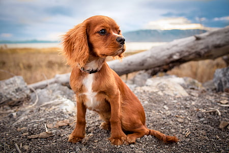 small short-coated tan dog on focus photo