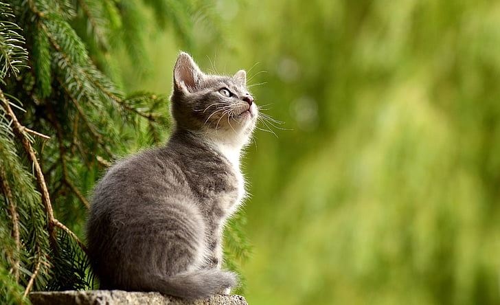 gray tabby cat beside tree