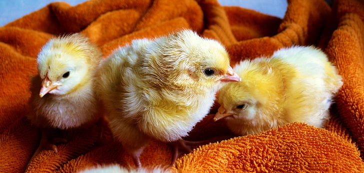 three yellow chicks on brown towel