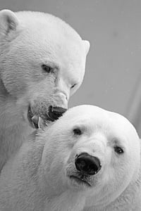 two white Polar Bears