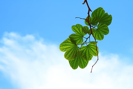 green leaf under cloudy sky