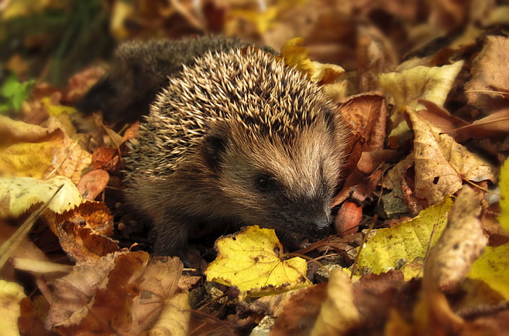 close up photo of hedgehog surrounded by leaves