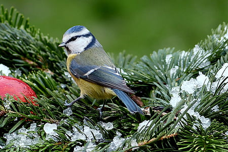 macro photography of blue and white bird perching on tree branch