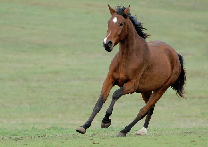 brown galloping horse