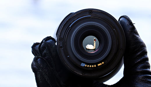 lens showing white bird