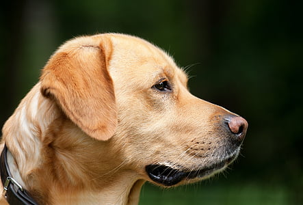 yellow Labrador Retriever puppy selective focus photograph