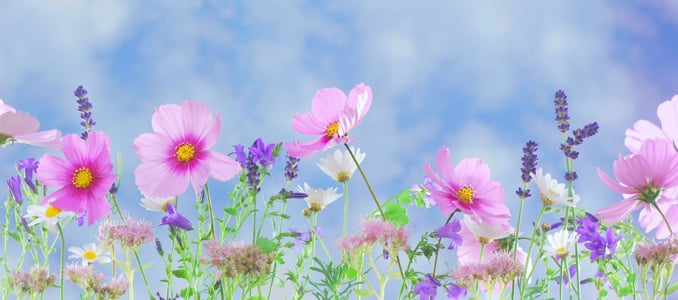 selective focus photography of pin cosmos flowers and lavender flowers