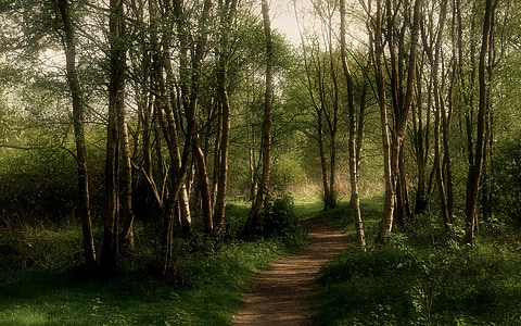 pathway surrounded with trees