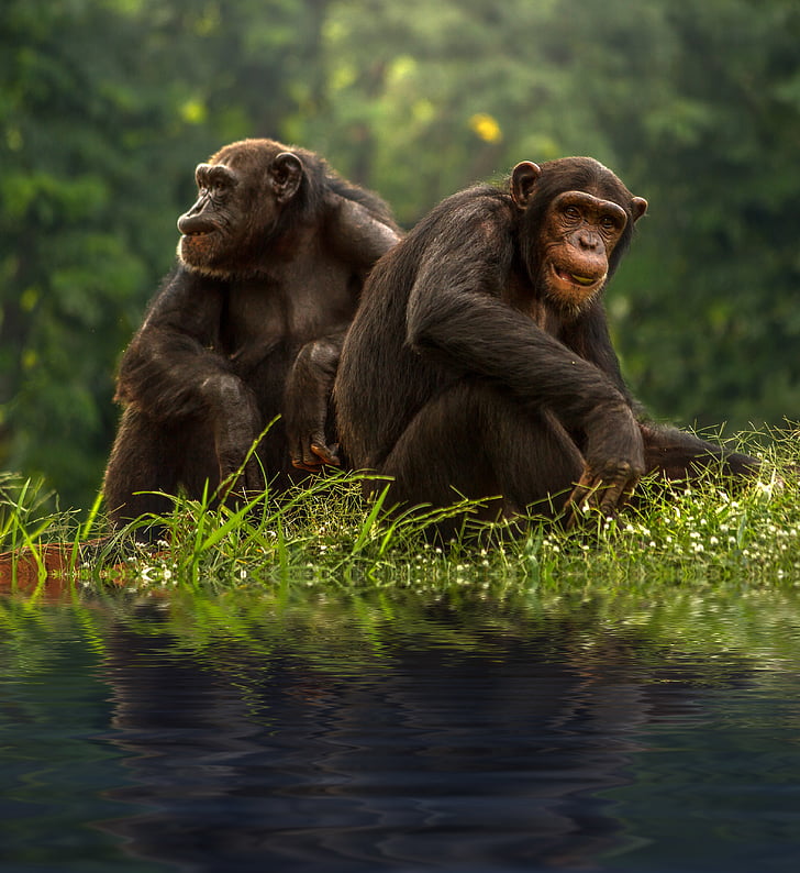 two brown primates near bodies of water selective focus photograph