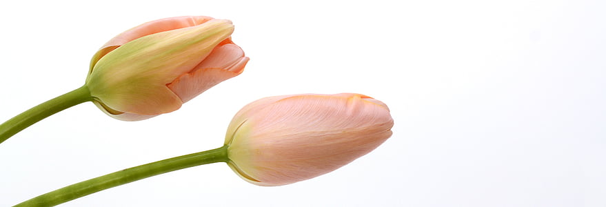 pink tulip flowr
