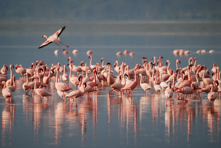Flamingoes on body of water