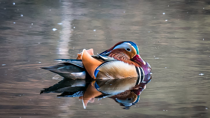 photo of duck on top of water