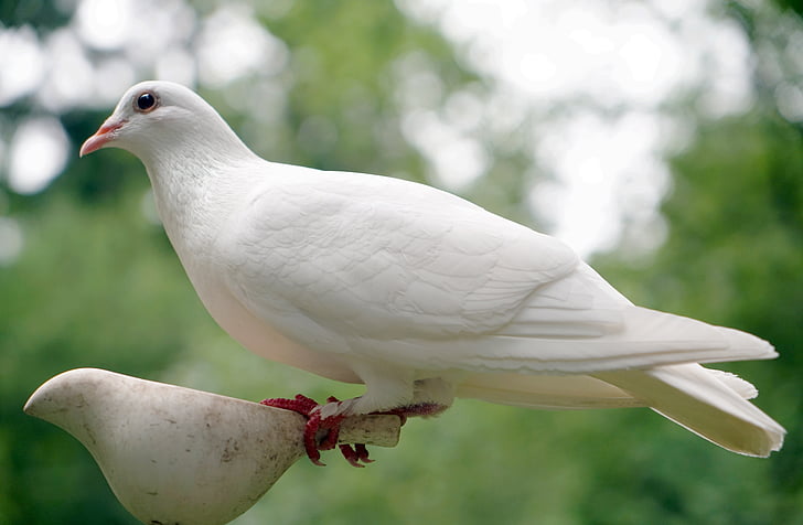 photo of white dove
