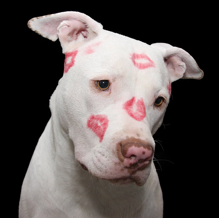 adult white American pit bull terrier with kiss mark