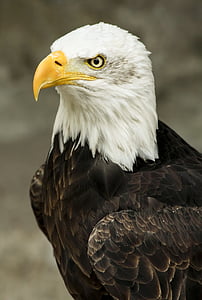 bald eagle in tilt-shift lens photography during daytime