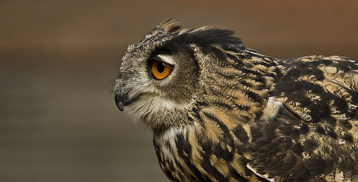 selective focus photography of owl