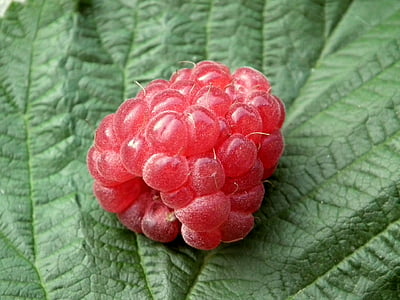 red raspberry on green leaf
