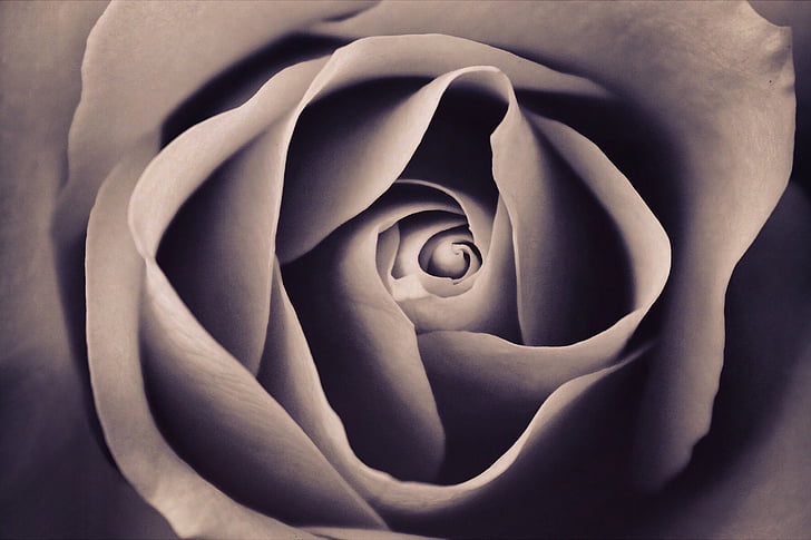 grey rose macro painting