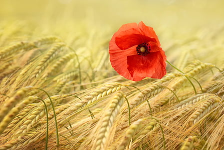 red poppy flower on wheat field at daytime