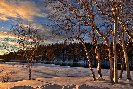 brown bare tree planted on snow field during sunset