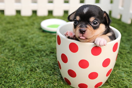 smooth-coated black and tan teacup Chihuahua puppy on white and red polka-dot cup