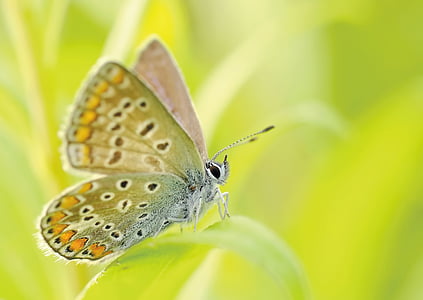 closeup photography of summer azure butterfly perching on green leaf during daytime