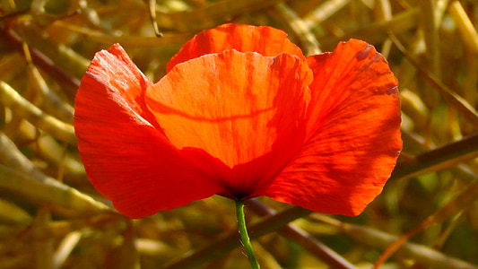 red poppy flower selective focus photography