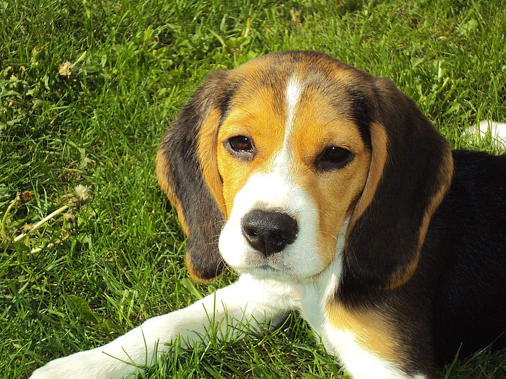 tricolor beagle puppy on grass field