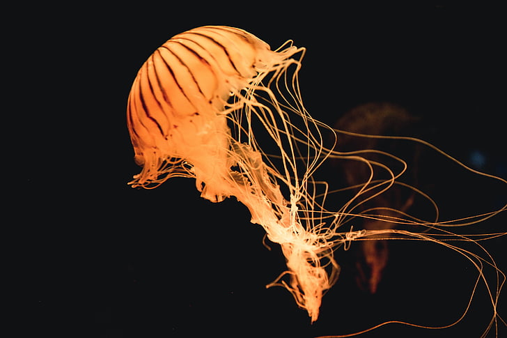 orange jellyfish underwater