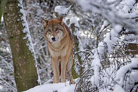 brown wolf standing on ground covered with snow