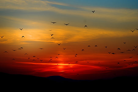 flock of silhouette of birds flying during sunset