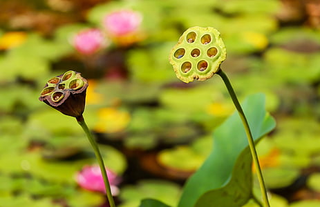 selective focus photography of two green and maroon flowers