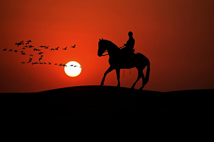 silhouette of person on horse and birds during golden hour