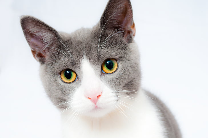 white and gray short-coated cat