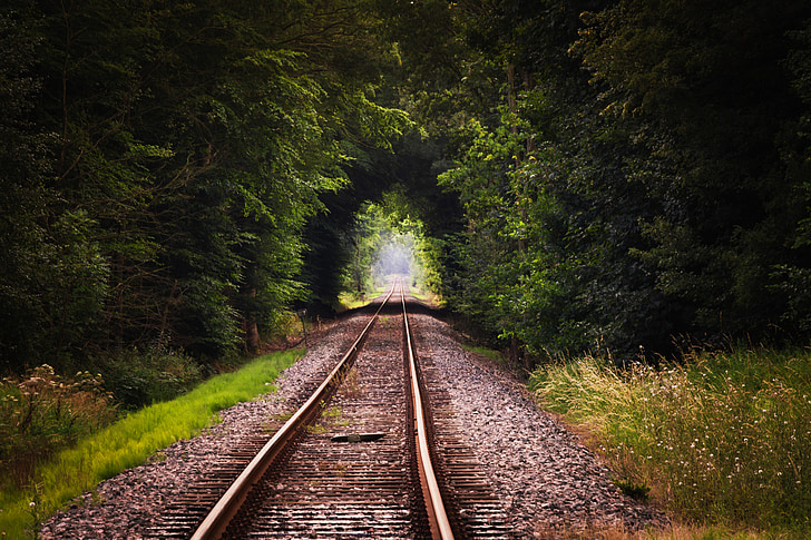 railway surrounded with green leaf plant during daytime